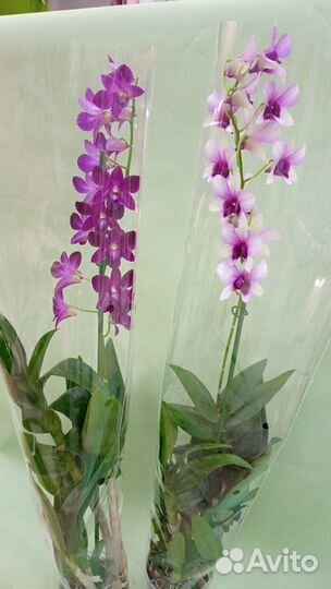 Дендробиум Санок