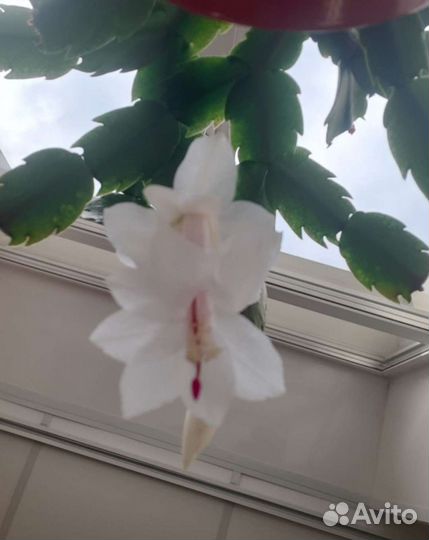 Декабрист белый сортовой