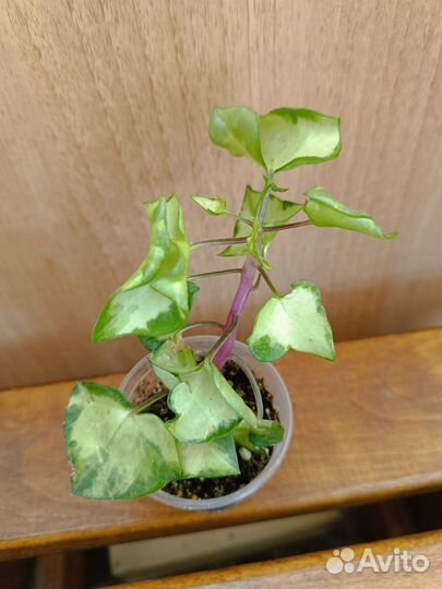 Разные комнатные