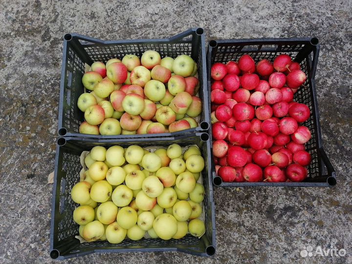 Яблоки домашние длительного хранения