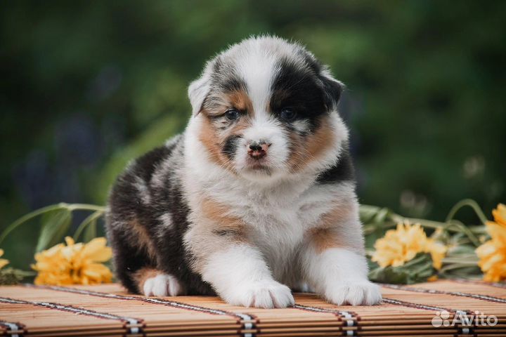 Австралийская овчарка