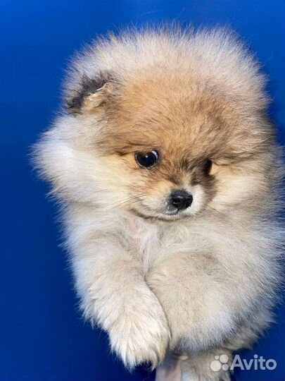 Щенки шпица