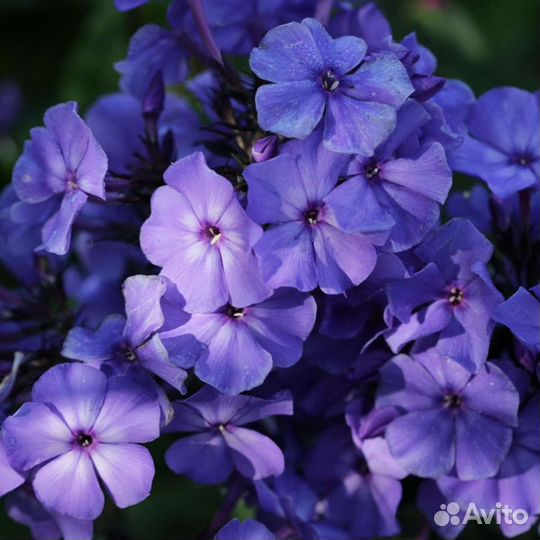 Флокс Блю Парадайс