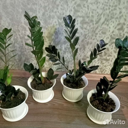 Замиокулькасы черный Raven и зелёный