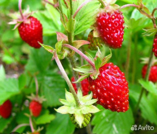 Виноград. Виноград девичий. Земляника