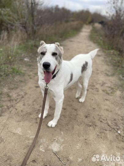 Чуть не лишился лапы после травмы