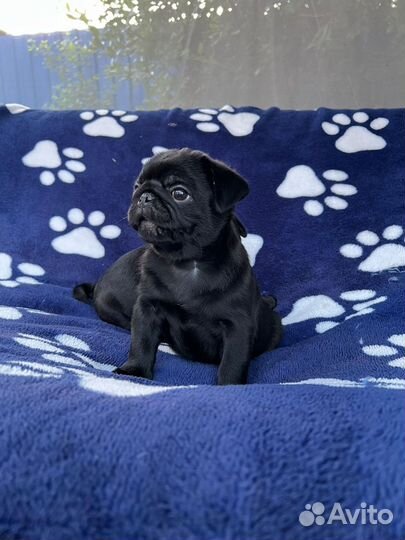 Щенки мопса черные