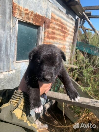 Отдам щенят