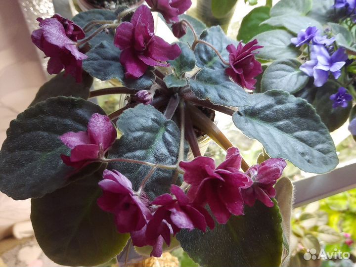 Фиалки цветущие