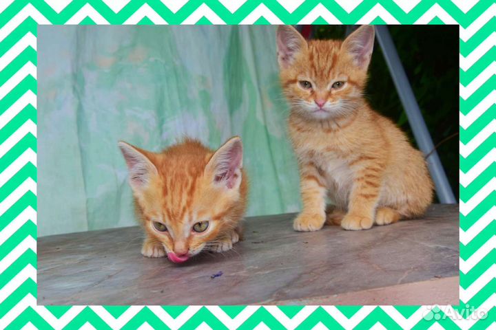 Котята в любящие руки