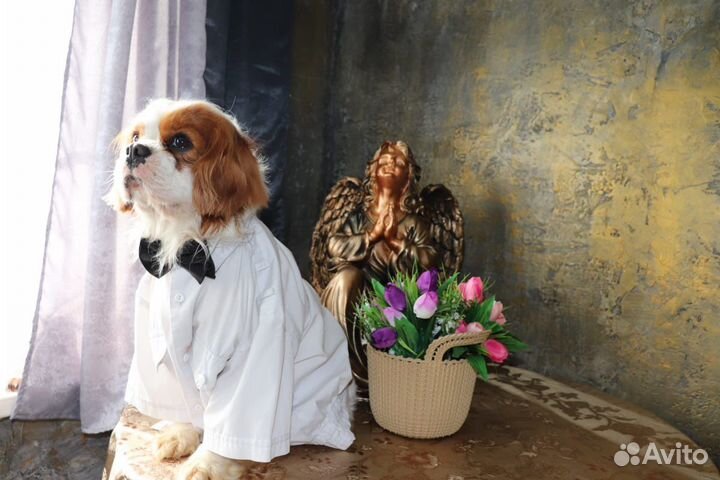Вязка кавалер кинг Чарльз спаниель