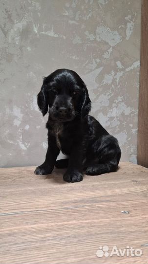 Щенок Спаниеля