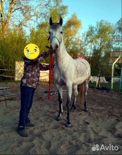 Продажа лошадь с жеребенком