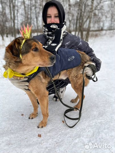 Собака в добрые руки