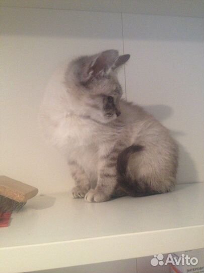 Котенок в добрые руки