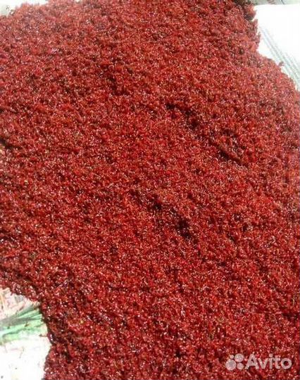 Мотыль кормовой