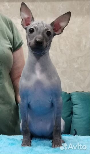 Собака без шерсти-Американский голый терьер