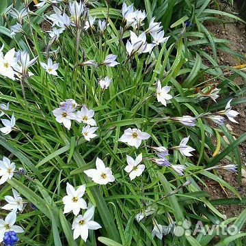 Луковицы ифейона для сада