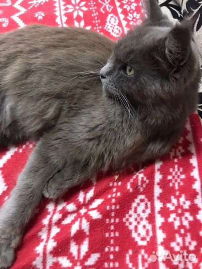 Кошка мейн-кун