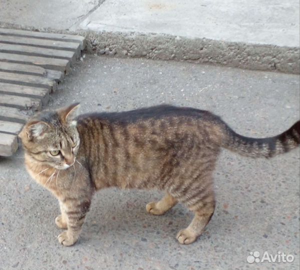 Русская простая