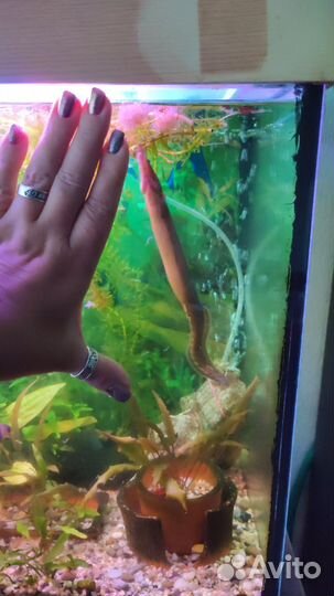 Макрогнатус глазчатый