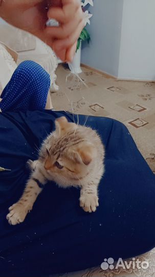 Отдаю котенка бесплатно