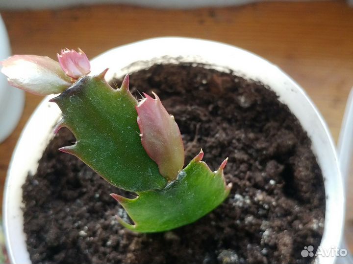 Декабрист шлюмбергера усечённая