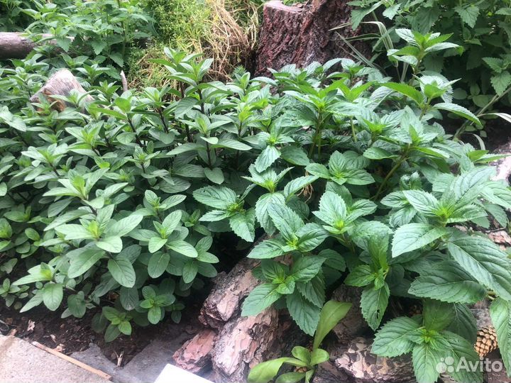 Рассада, срез, для добавления в чай мата, мелисса