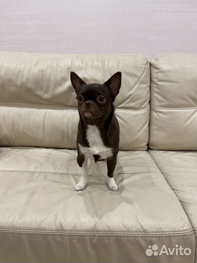 Чихуахуа мини девочка