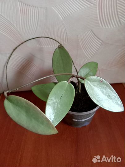 Хойя Silver Dollar