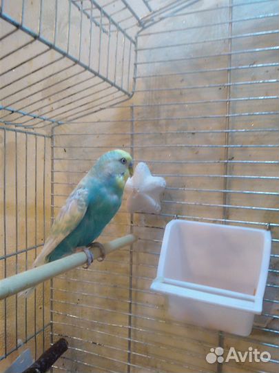 Волнистый попугай