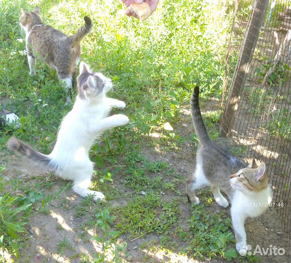 Котята,к лотку приучены