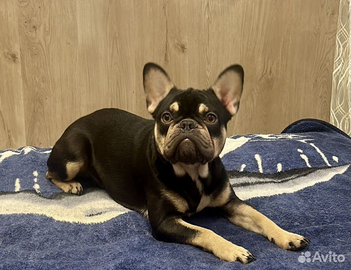 Французский бульдог три кобеля вязка