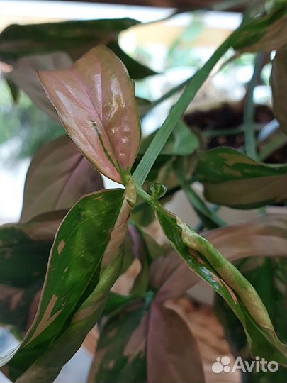 Сингониум триколор