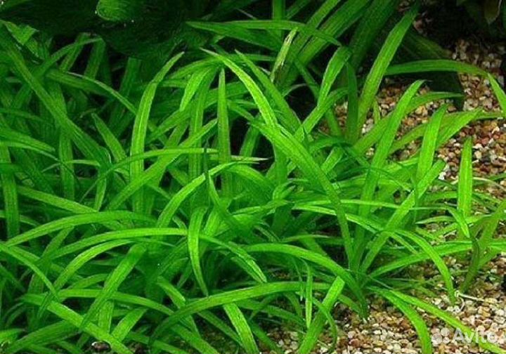 Аквариумные растения