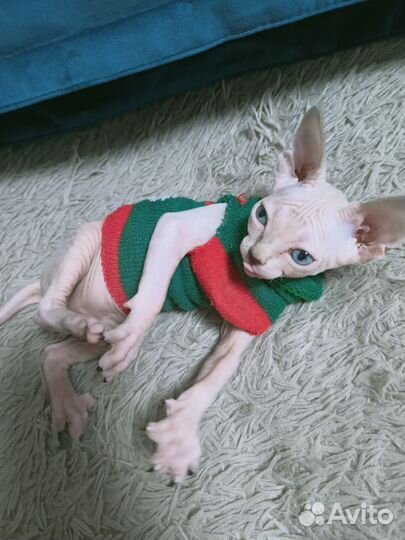 Канадский сфинкс девочка