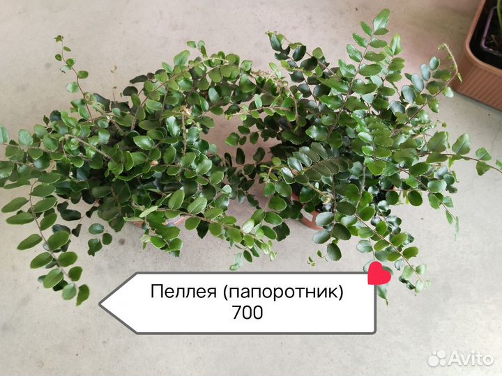 Комнатные растения