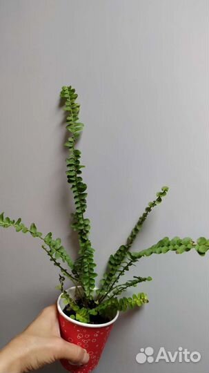 Хойя, алоказия, нефролепсис, оксалис