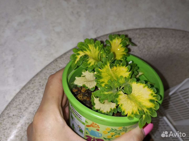 Колеус Wild lime