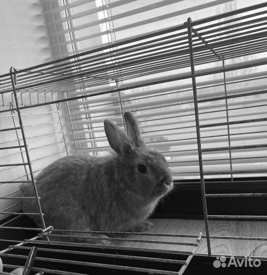 Львиноголовый кролик