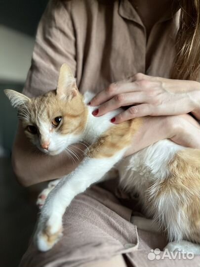 Ласковый рыжий кот