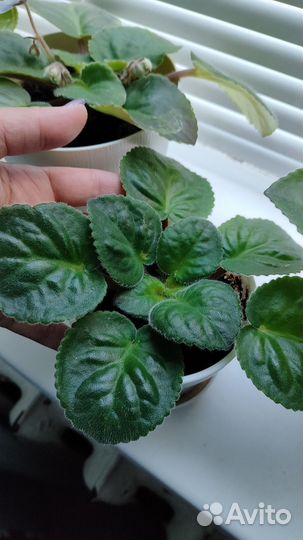 Комнатные цветы фиалки