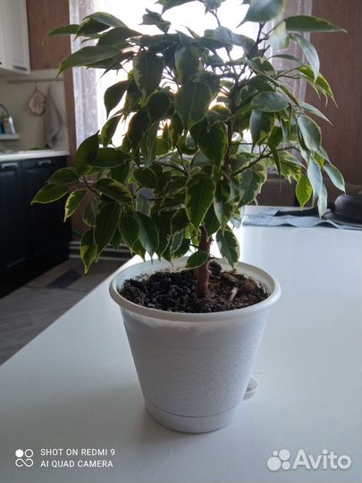 Бенджамина