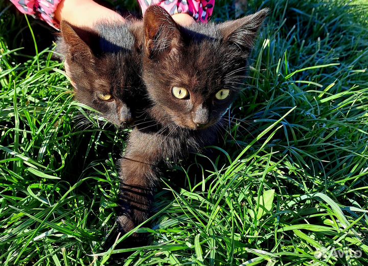 Отдам в добрые руки