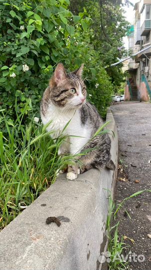 Подарите дом Адаму