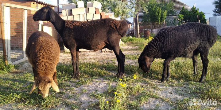 Овцы бараны ягнята, Гисарские