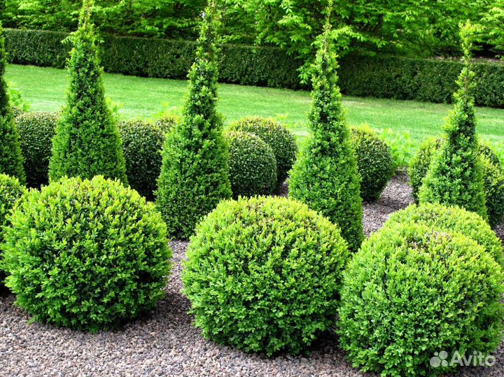 Туя брабант