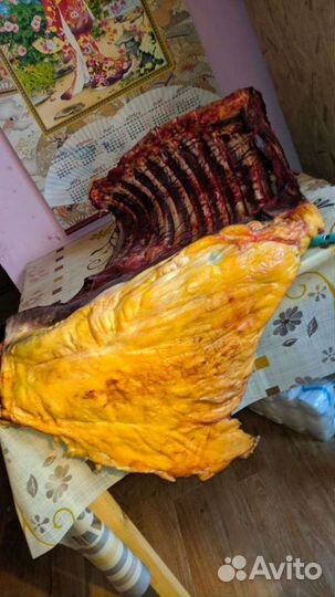 Конина, казы