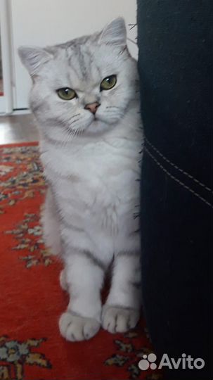 Британец, ищет кошечку для вязки, ещё не опытный