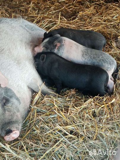 Вьетнамск вислобрюхий поросенок